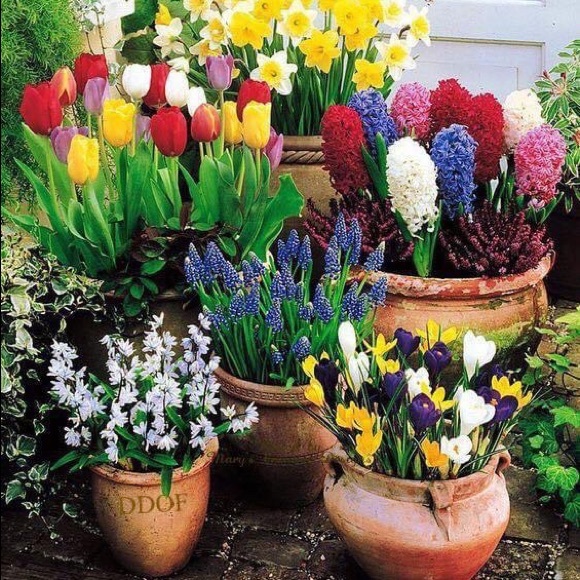 Meet your Posher, Carol - Picture 1 of 1